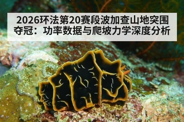 2026环法第20赛段波加查山地突围夺冠：功率数据与爬坡力学深度分析